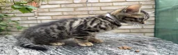 Bengal cats for sale: Bengal x Maine Coon Cross Kittens  - Advert 10