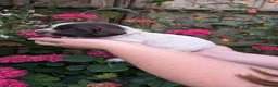 Sprocker dogs for sale: 7 beautiful sprockers - Advert 20