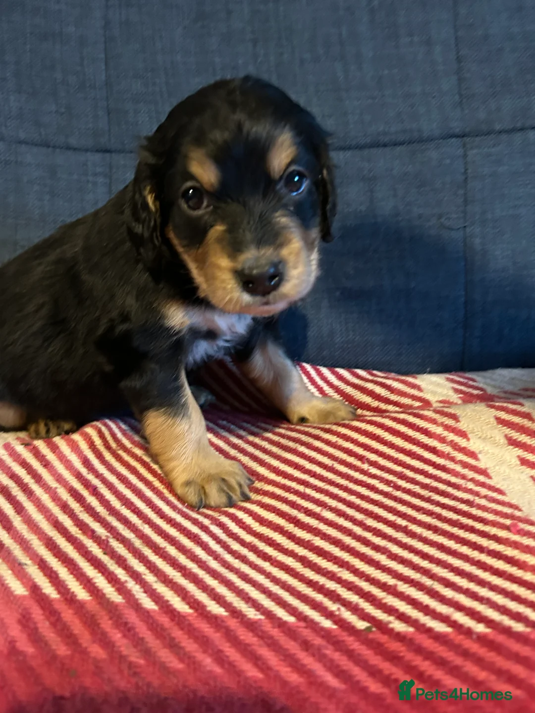 Mixed Breed dogs for sale: Cockapoo / Sprocker Puppies - Advert 8