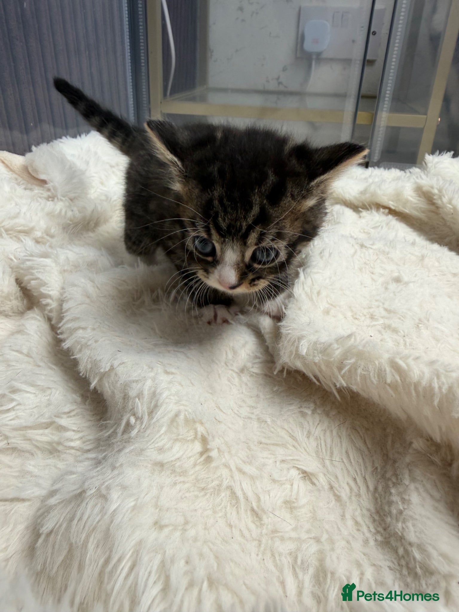 Domestic Shorthair cats for sale: Adorable tabby cats  in Reading - Advert 8