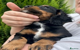 Cocker Spaniel dogs for sale: Working Cocker Spaniels  - Image 10