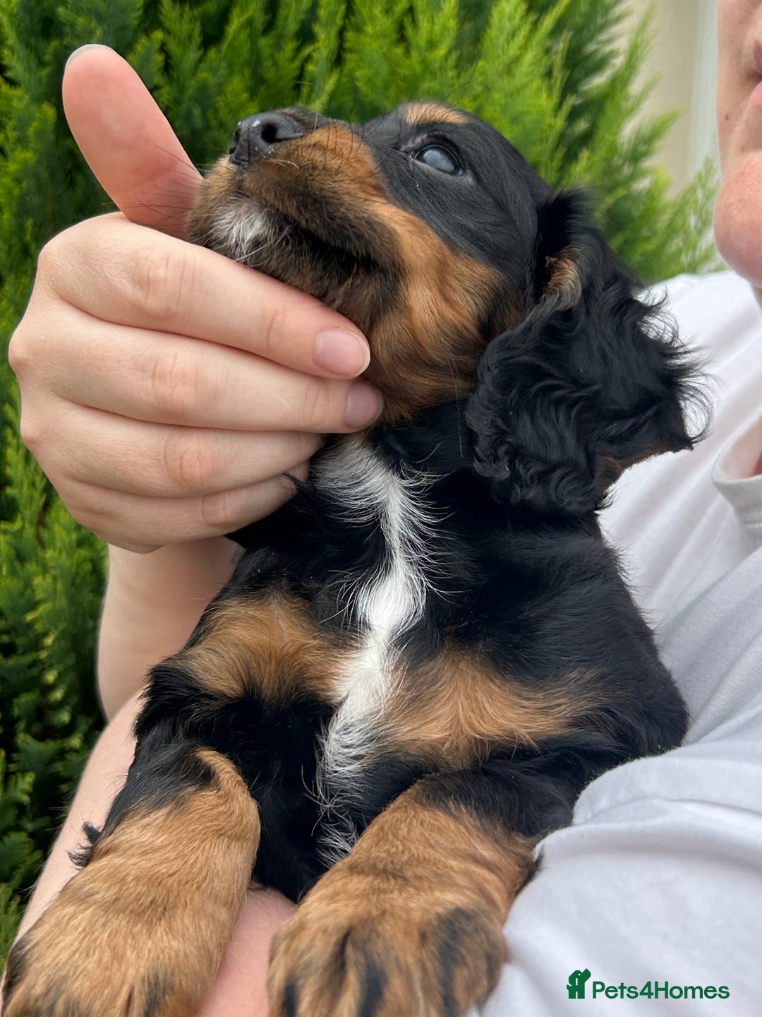 Cocker Spaniel dogs for sale: Working Cocker Spaniels  - Image 10