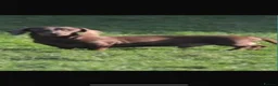 Miniature Dachshund dogs for sale: KC reg  breed standard Miniature Dachshund puppies - Advert 13