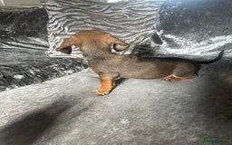 Miniature Dachshund dogs for sale: Miniature daschund puppies  - Image 5