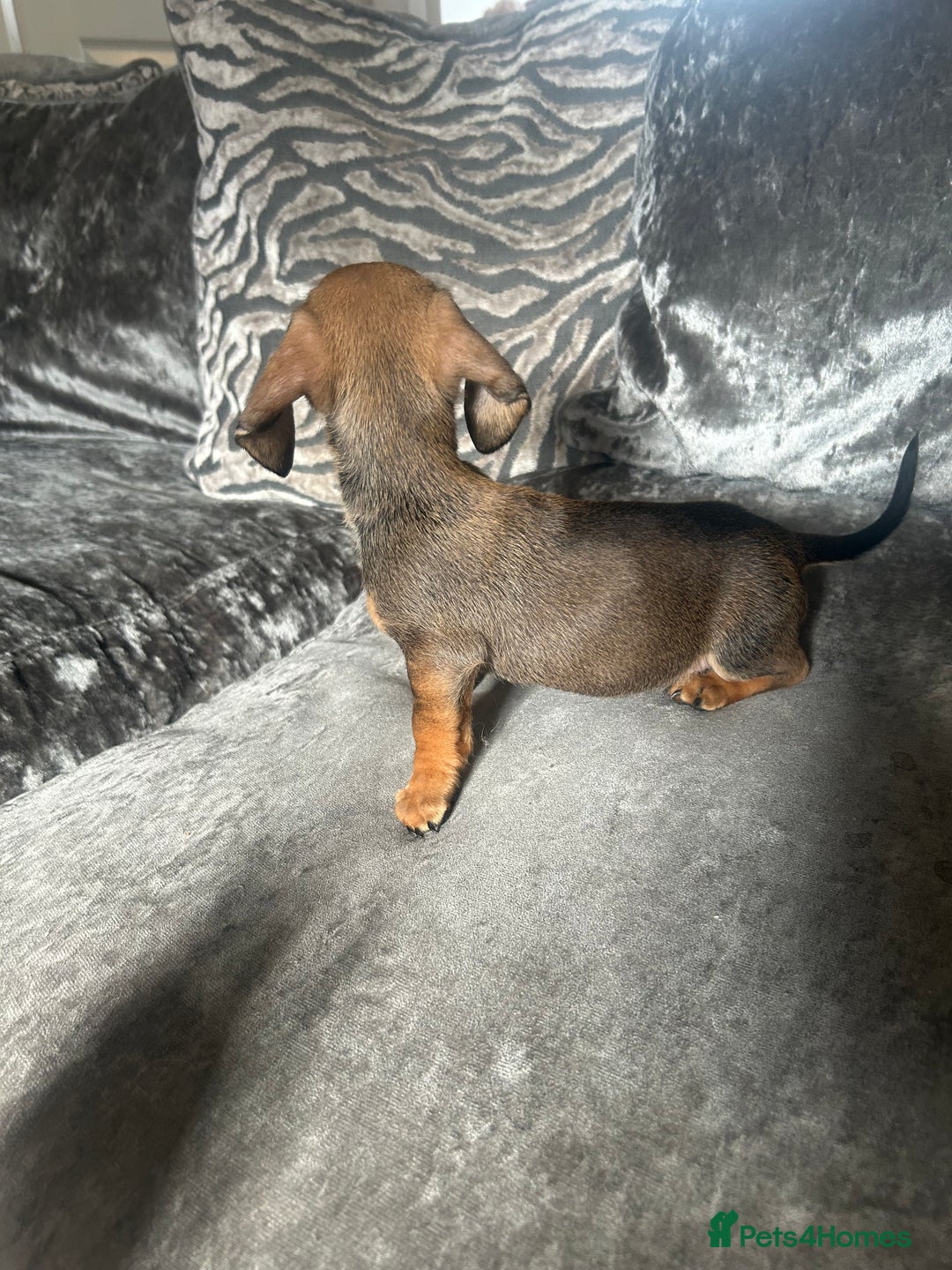 Miniature Dachshund dogs for sale: Miniature daschund puppies  - Image 5