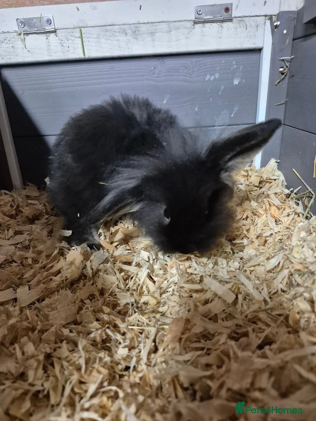 Mini Lion Lop rabbits for sale: 8 week old lionhead lops mixed litter  - Advert 3