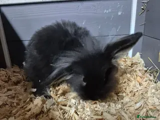 Mini Lion Lop rabbits 8 week old lionhead lops mixed litter - Advert 5