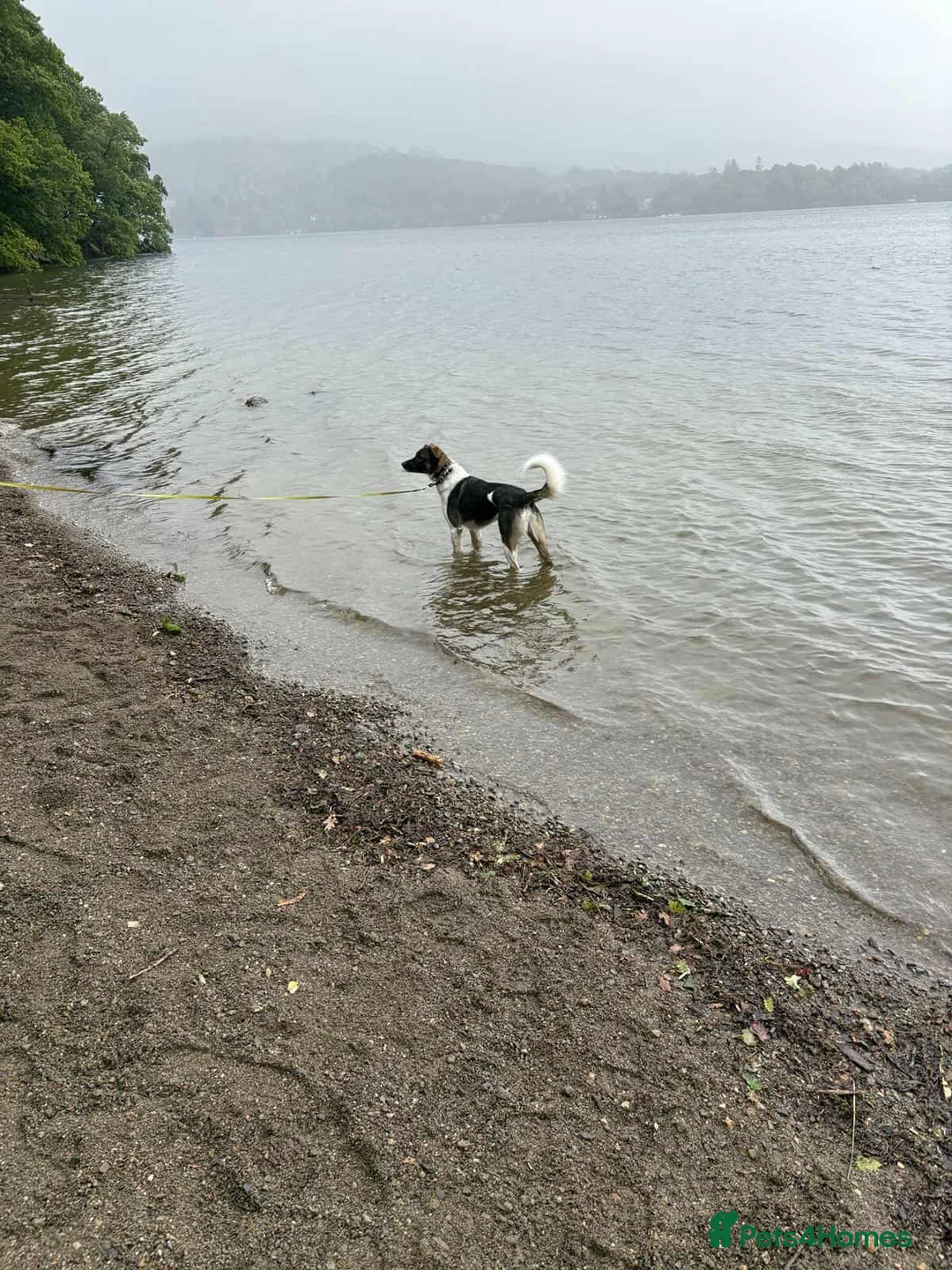 Mixed Breed dogs for adoption: ASTRO - Advert 12