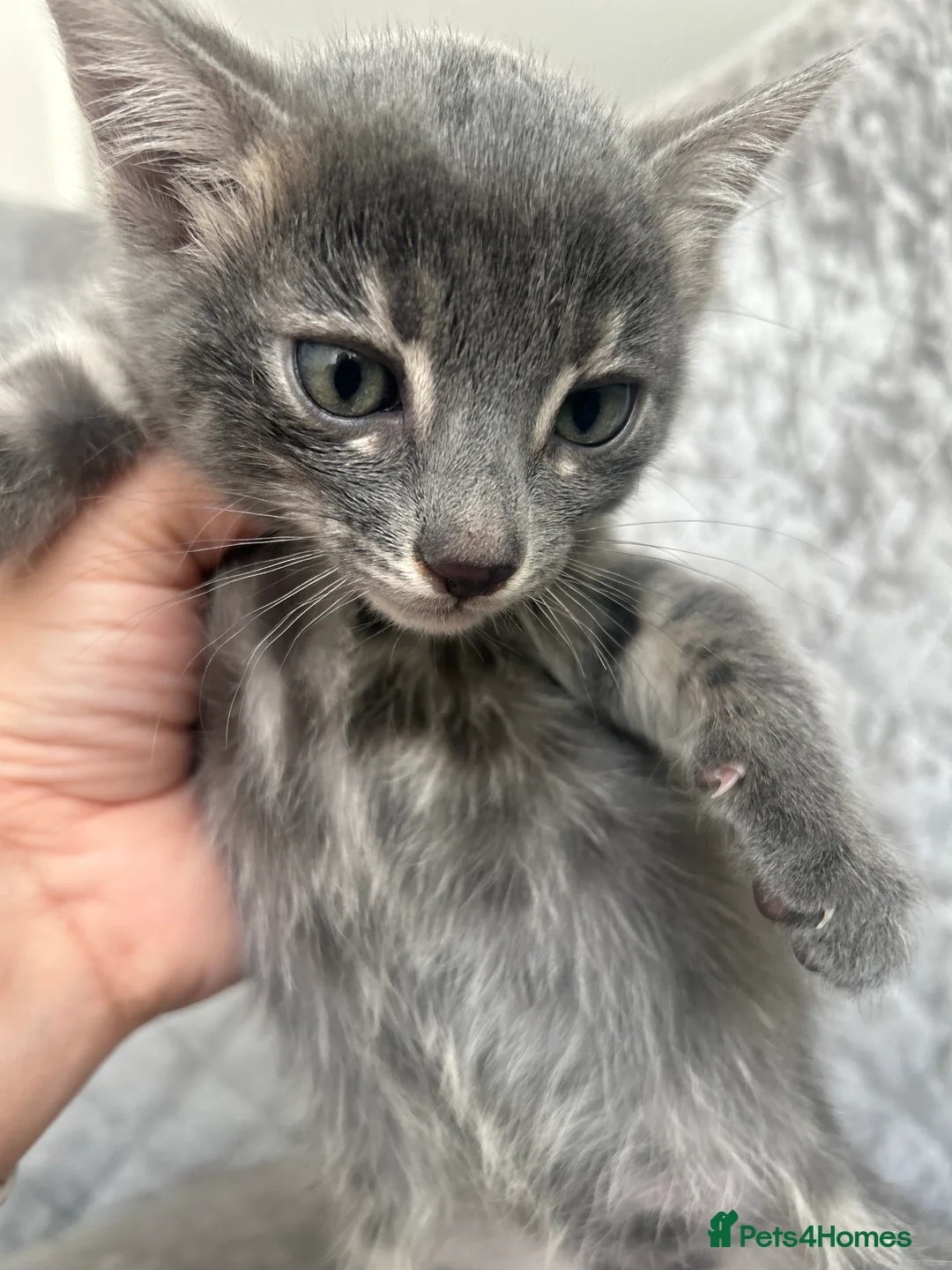 Bengal cats for sale: 💙Beautiful Blue Bengal Kittens - TICA Reg 💙 - Advert 9