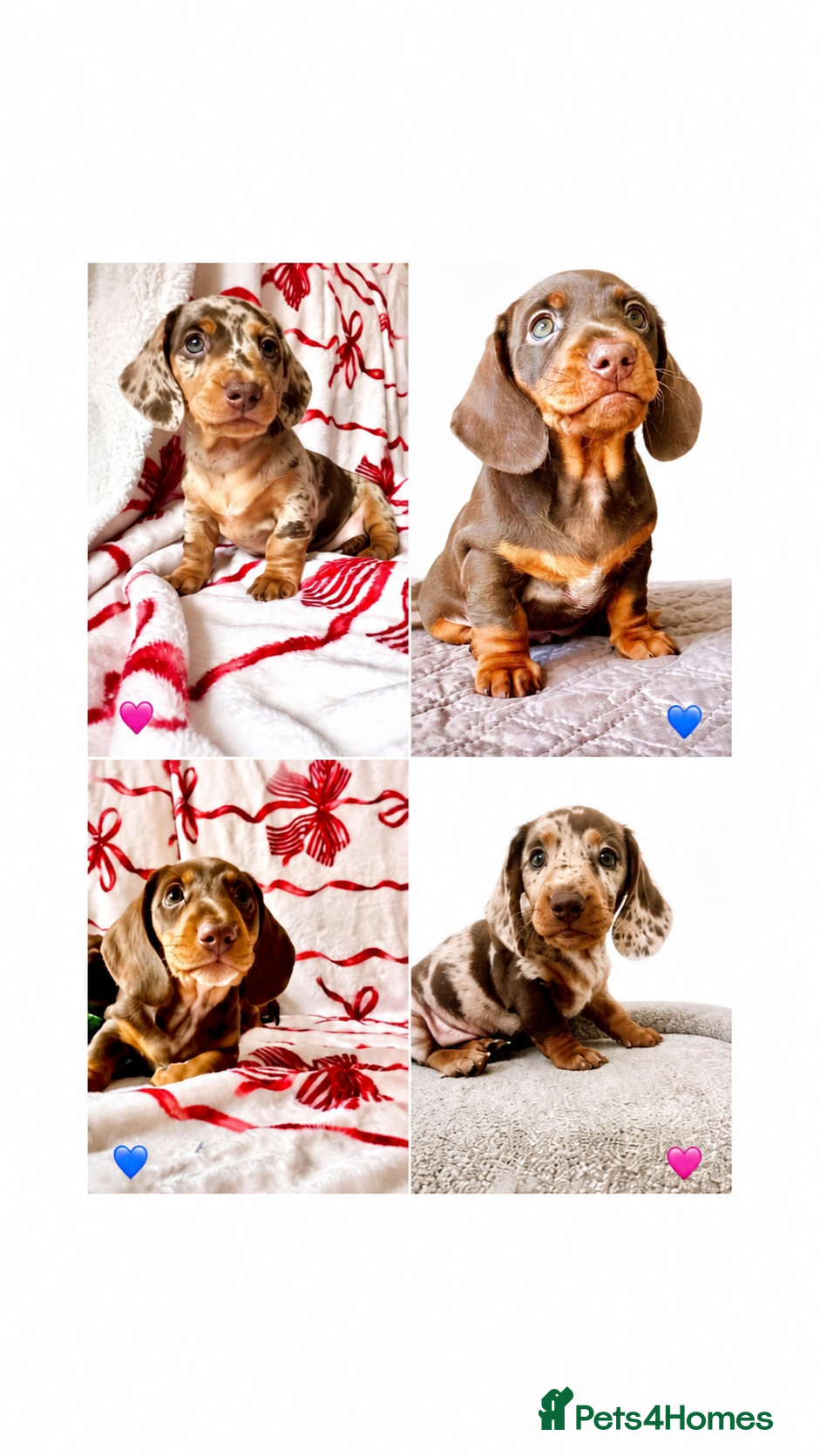 Miniature Dachshund dogs READY NOW MINI DACHSHUND SERIOUS BUYERS ONLY  - Advert 5