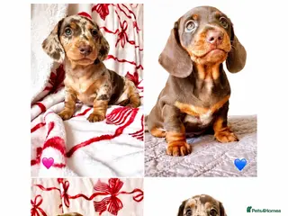 Miniature Dachshund dogs READY NOW MINI DACHSHUND SERIOUS BUYERS ONLY - Advert 5