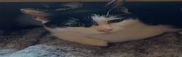 Mixed Breed cats for sale: The Shed Kittens ♥️ - Advert 6