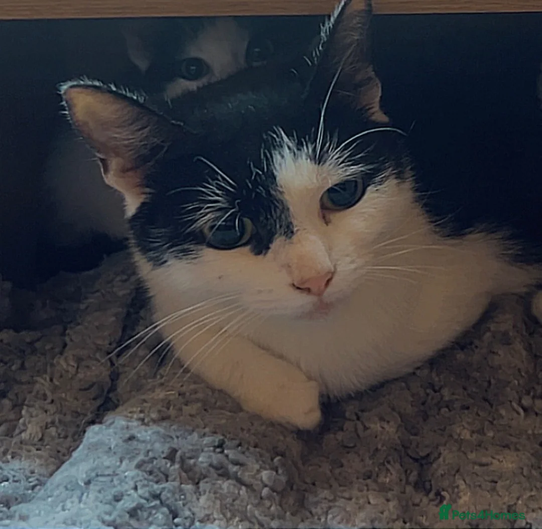 Mixed Breed cats for sale: The Shed Kittens ♥️ - Advert 6