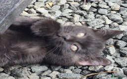 British Shorthair cats for sale: Kittens Ready Now  - Image 10