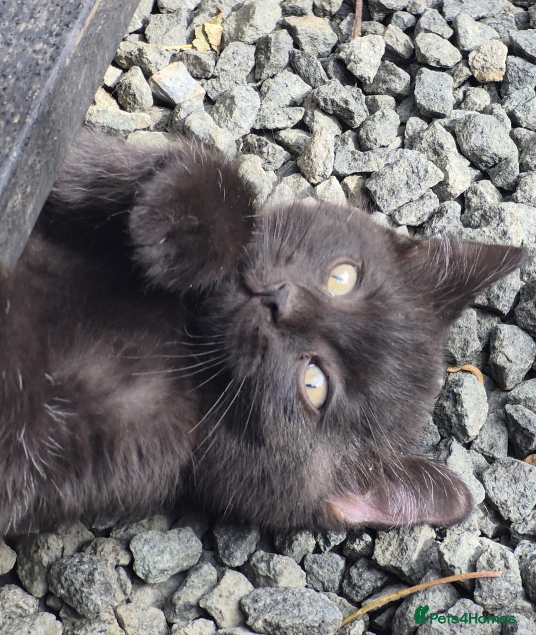 British Shorthair cats for sale: Kittens Ready Now  - Image 10