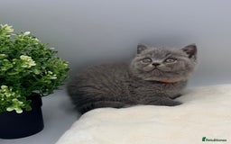 British Shorthair cats for sale: PEDIGREE REGISTERED CHUNKY BRITISH SHORTHAIRS  - Image 29