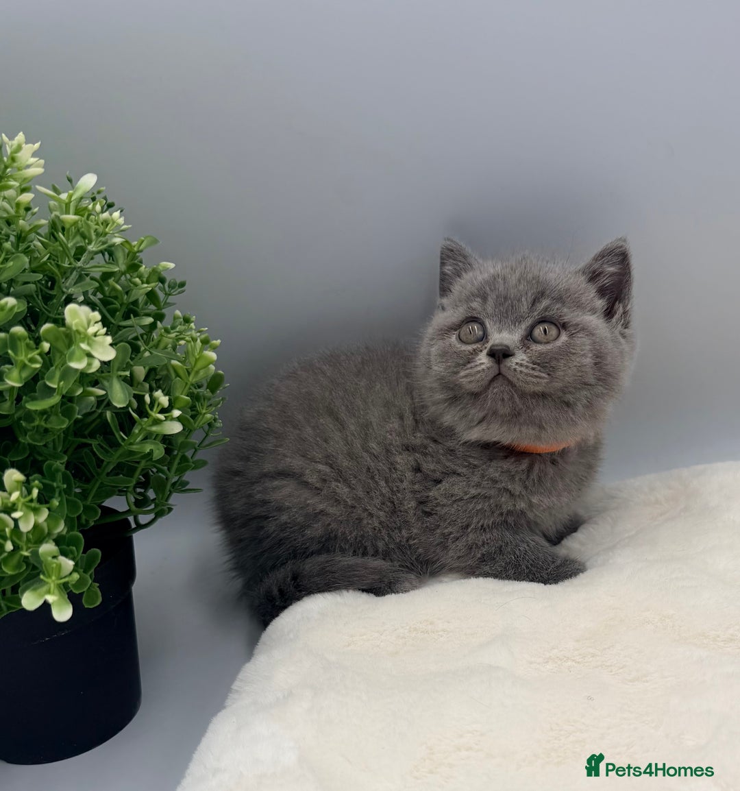 British Shorthair cats for sale: PEDIGREE REGISTERED CHUNKY BRITISH SHORTHAIRS  - Image 29