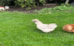 Chickens poultry for sale: Pair of Silkie bantam hens - Image 2