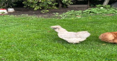 Chickens poultry - Advert 1
