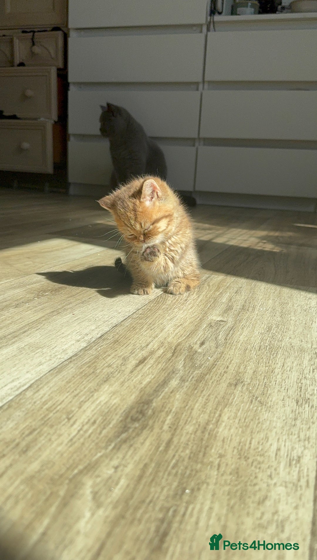 British Shorthair cats for sale: ✨Beautiful British Shorthair Kittens Ready now✨ - Image 6