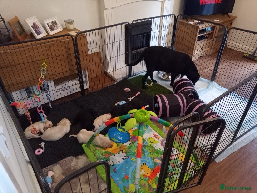 Labrador Retriever dogs for sale: Equal parts adventure and sofa buddies (Labradors) - Image 6