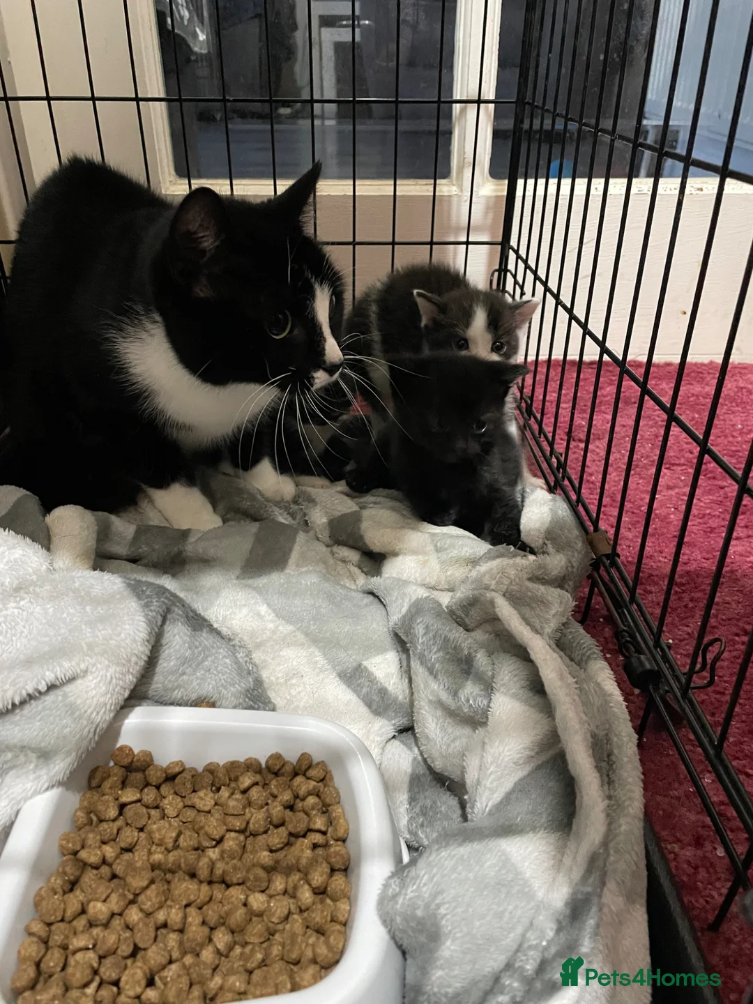 Mixed Breed cats for sale: ‼️Urgent Gorgeous male kitten‼️ in Airdrie - Advert 1