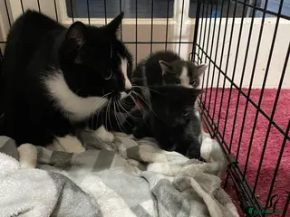 Mixed Breed cats ‼️Urgent Gorgeous male kitten‼️ - Advert 12