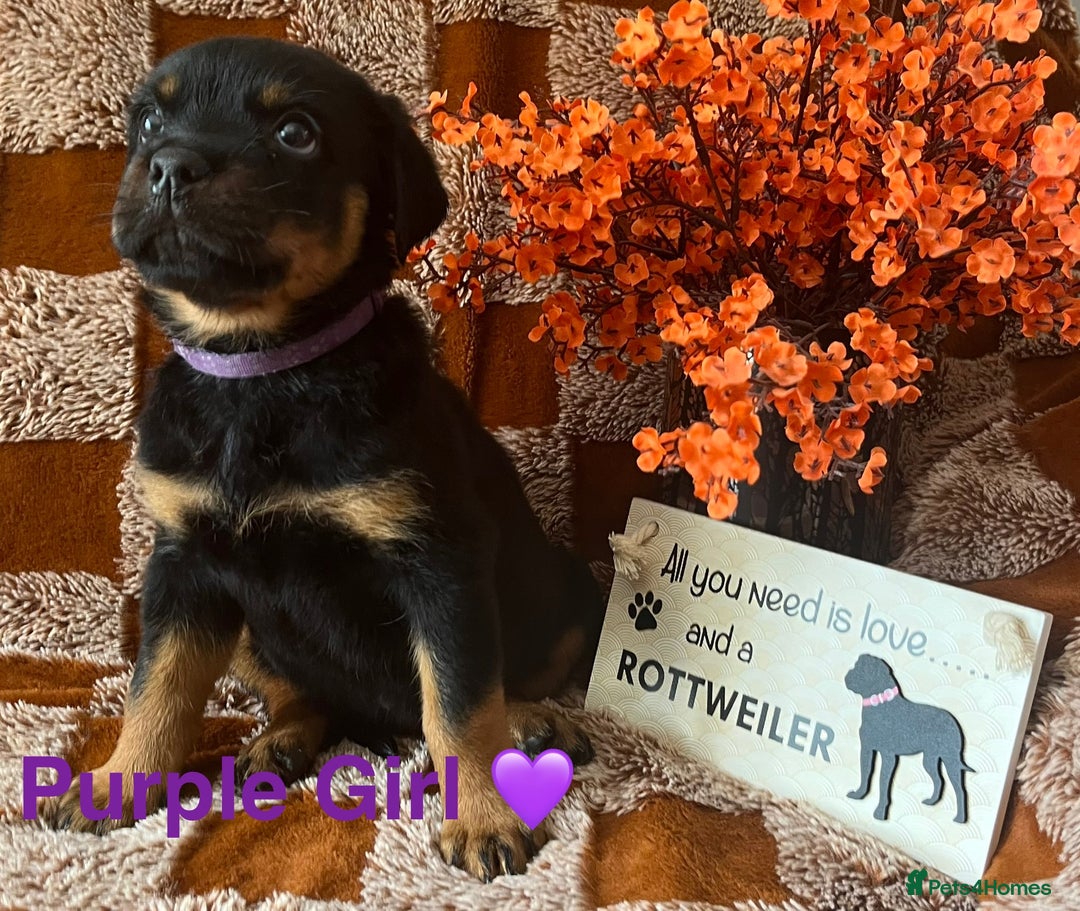 Rottweiler dogs for sale: Stunning kc registered Rottweiler pups.  - Image 13