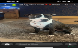 Mixed Breed dogs for sale: 2 dogs FTGH - Image 7