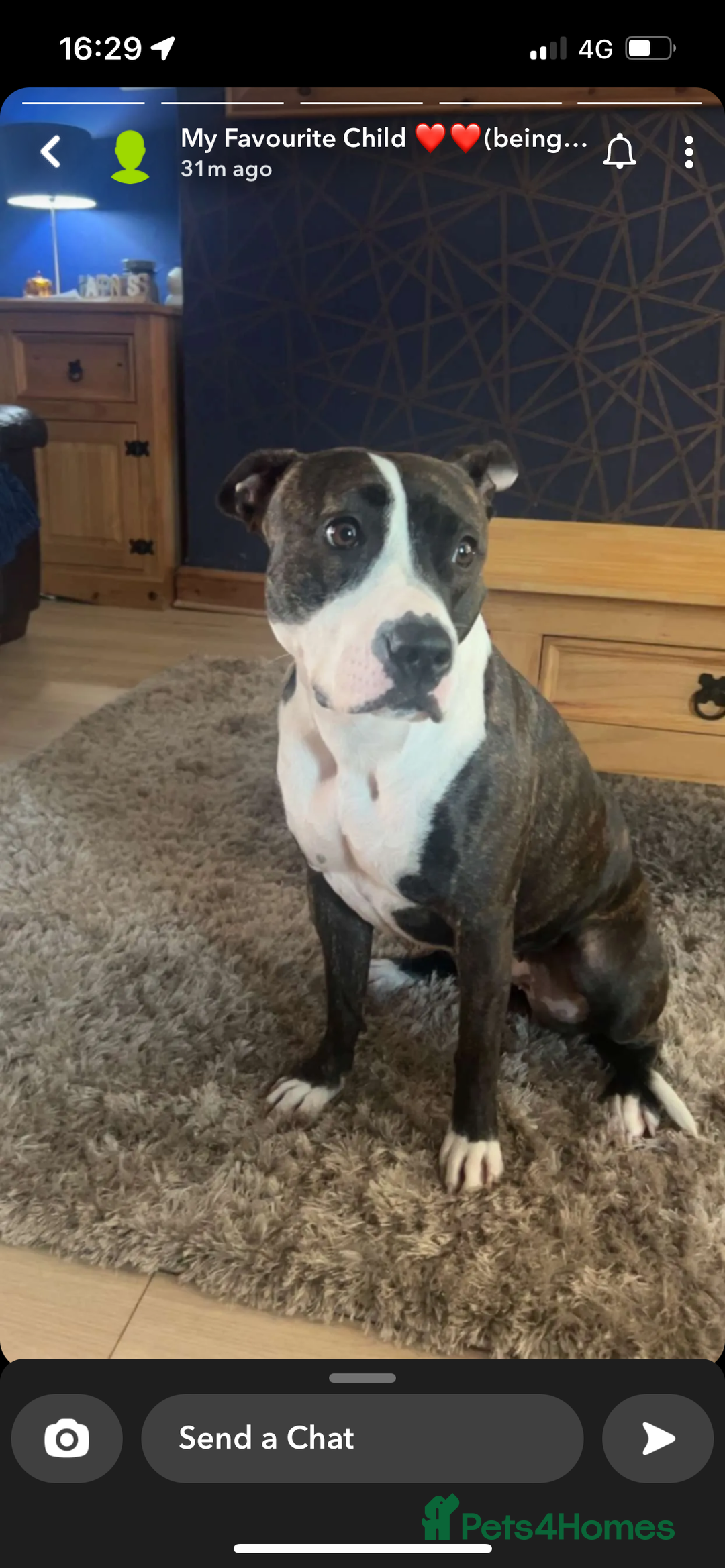 Mixed Breed dogs for sale: 2 dogs FTGH - Image 7