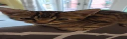Mixed Breed cats for sale: Beautiful tabby cat - Advert 3