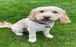 Cockapoo dogs for stud: Cockapoo for stud - Image 1