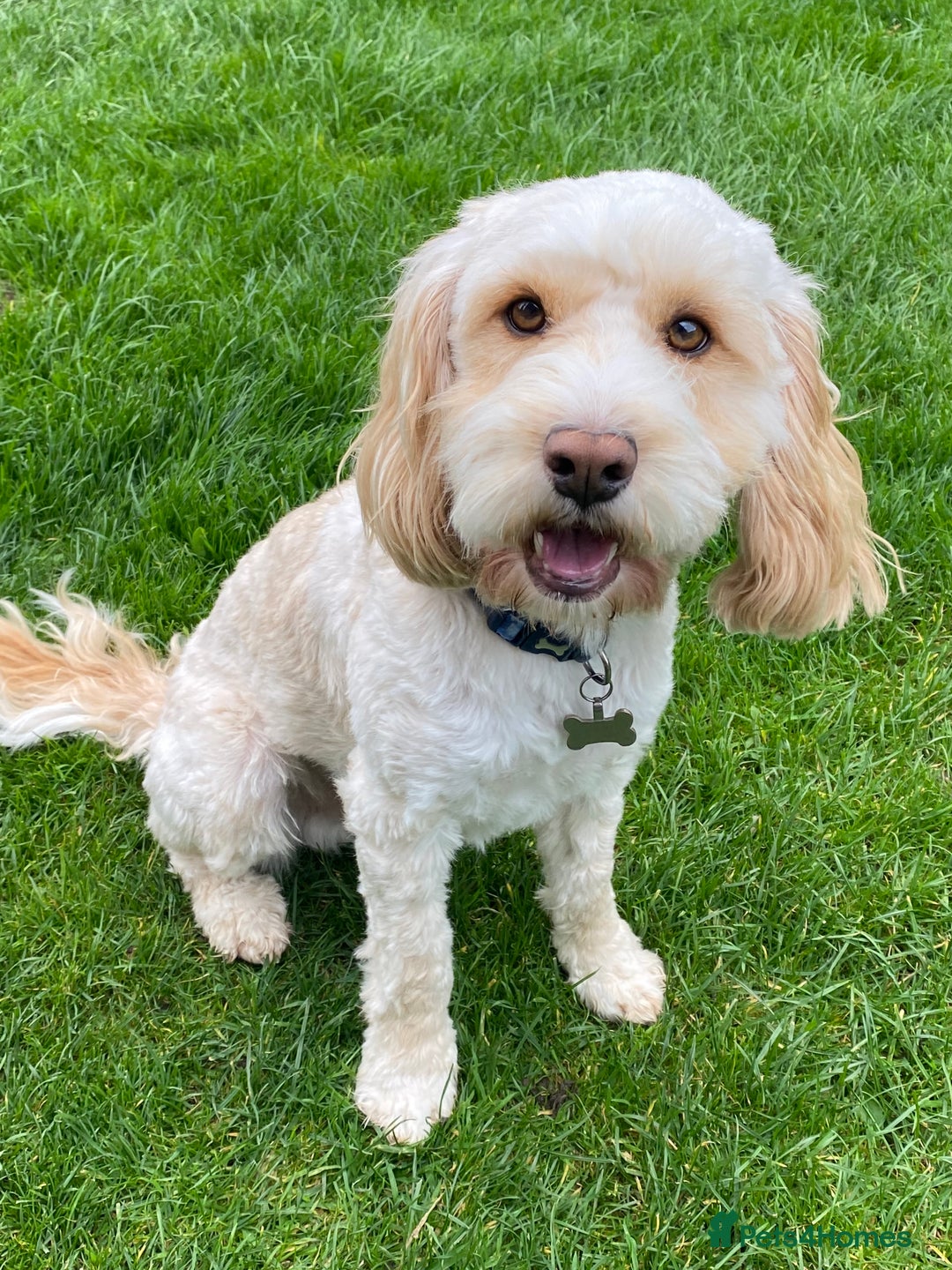 Cockapoo dogs for stud: Cockapoo for stud - Image 1