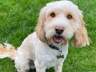 Cockapoo dogs - Advert 23