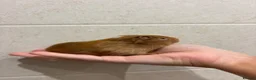 Guinea Pig rodents for sale: Bonded male guinea pigs  - Advert 5