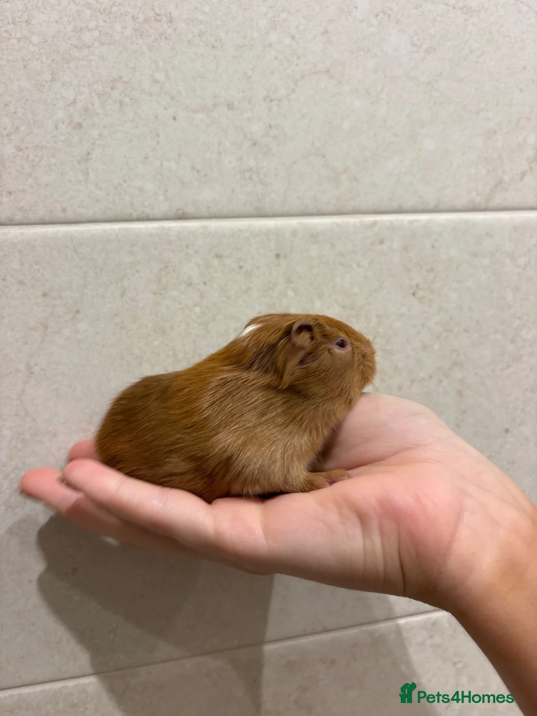 Guinea Pig rodents for sale: Bonded male guinea pigs  - Advert 5