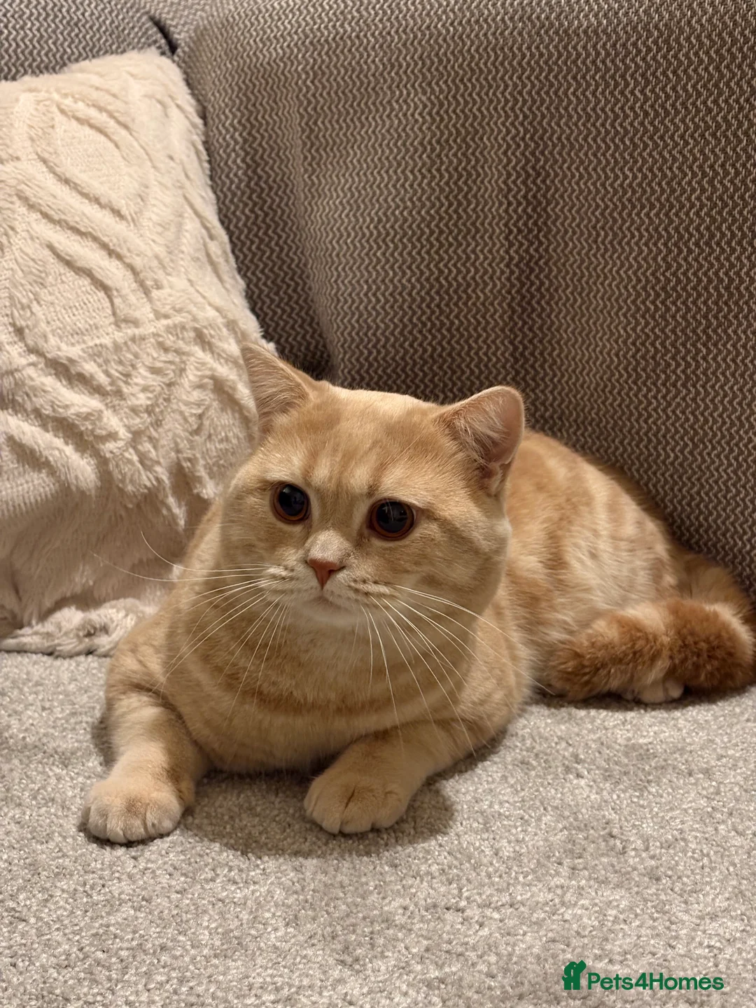 British Shorthair cats for sale: British shorthairs 1 years old brother and sister  - Advert 7
