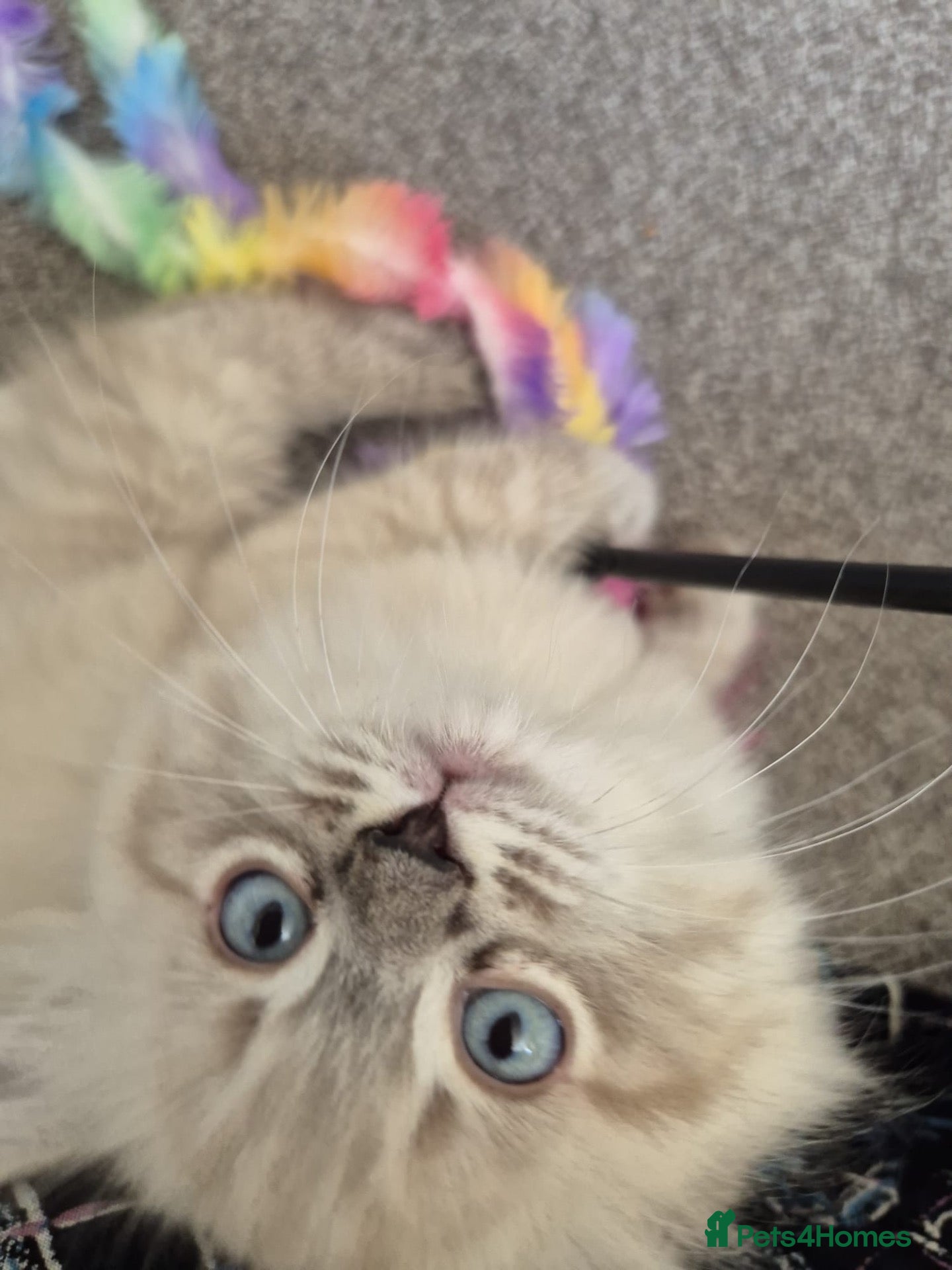 Ragdoll cats Fluffy ragdoll male kitten  - Advert 1