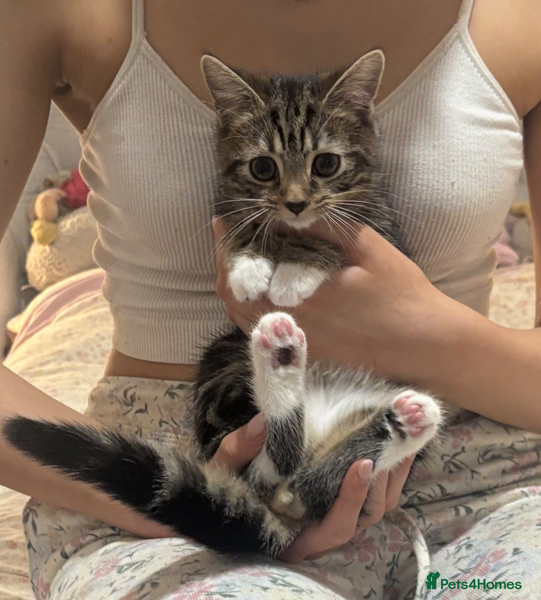 Mixed Breed cats Beautiful British Shorthair x Bengal kittens - Advert 2