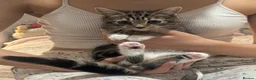 Mixed Breed cats for sale: Beautiful British Shorthair x Bengal kittens - Advert 3