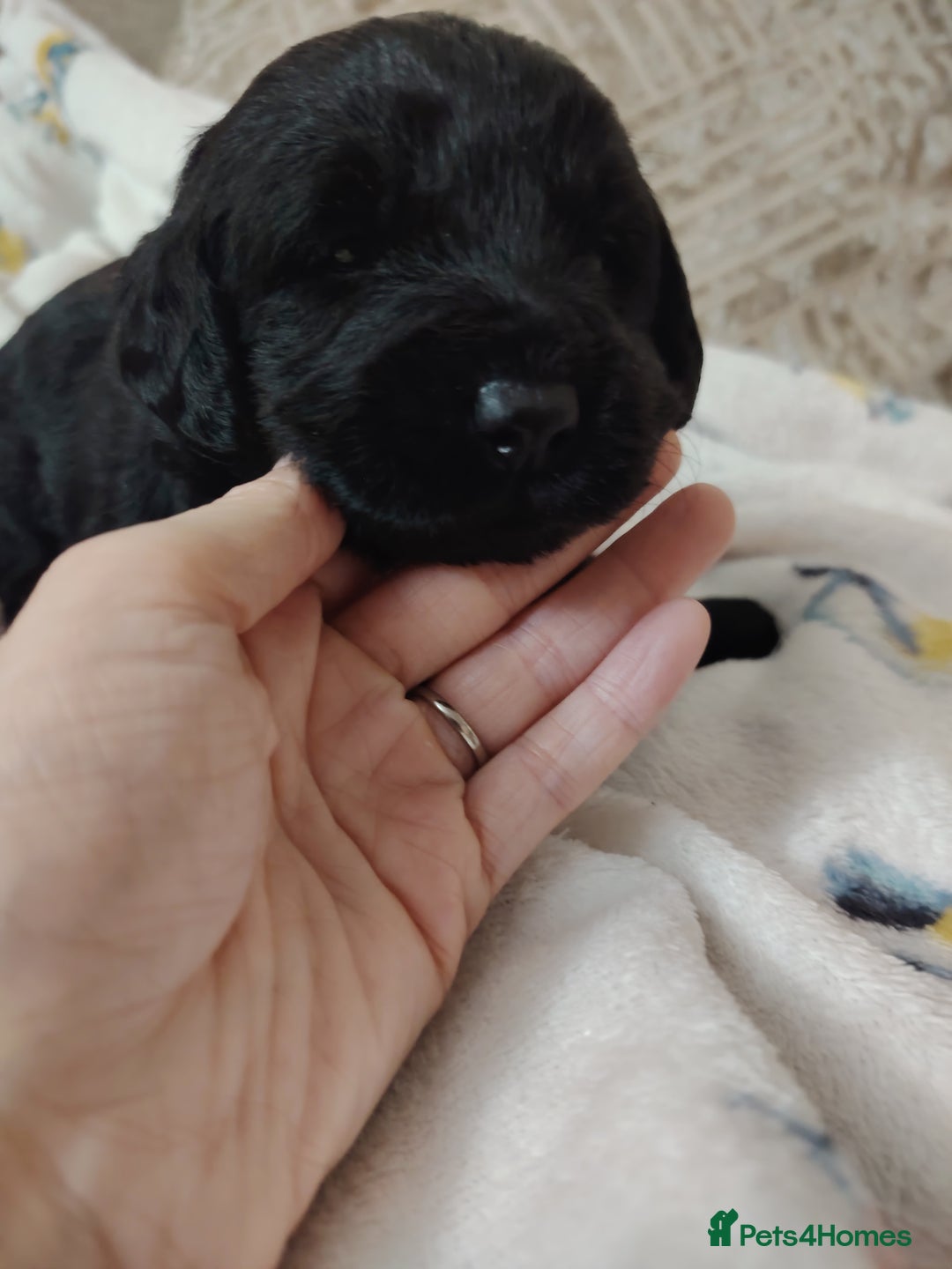 Labradoodle dogs for sale: F1 labradoodles ready 18th december - Image 5