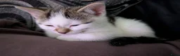 Mixed Breed cats for sale: Two beautiful kittens, looking for there home 🐾 in Peterhead - Advert 26