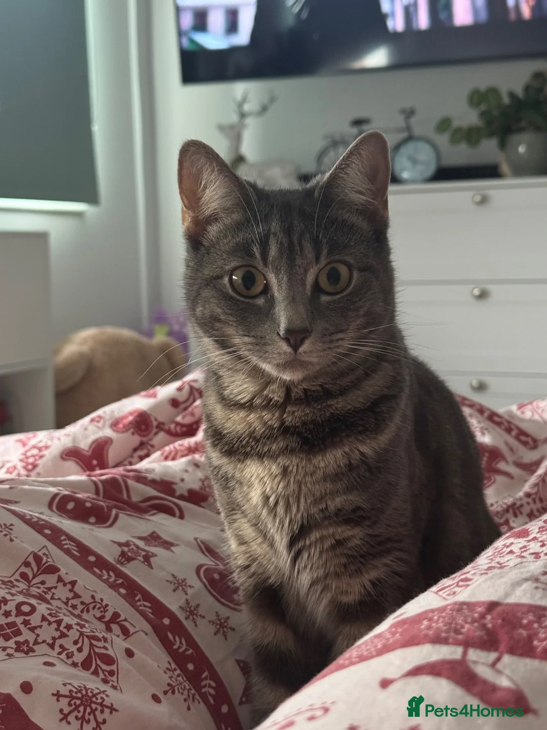 Domestic Shorthair cats for stud: Lovely girl in Wellingborough - Advert 2