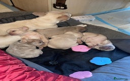 French Bulldog dogs for sale:  French Bulldog Puppies – Beautiful, Rare Colours - Image 6