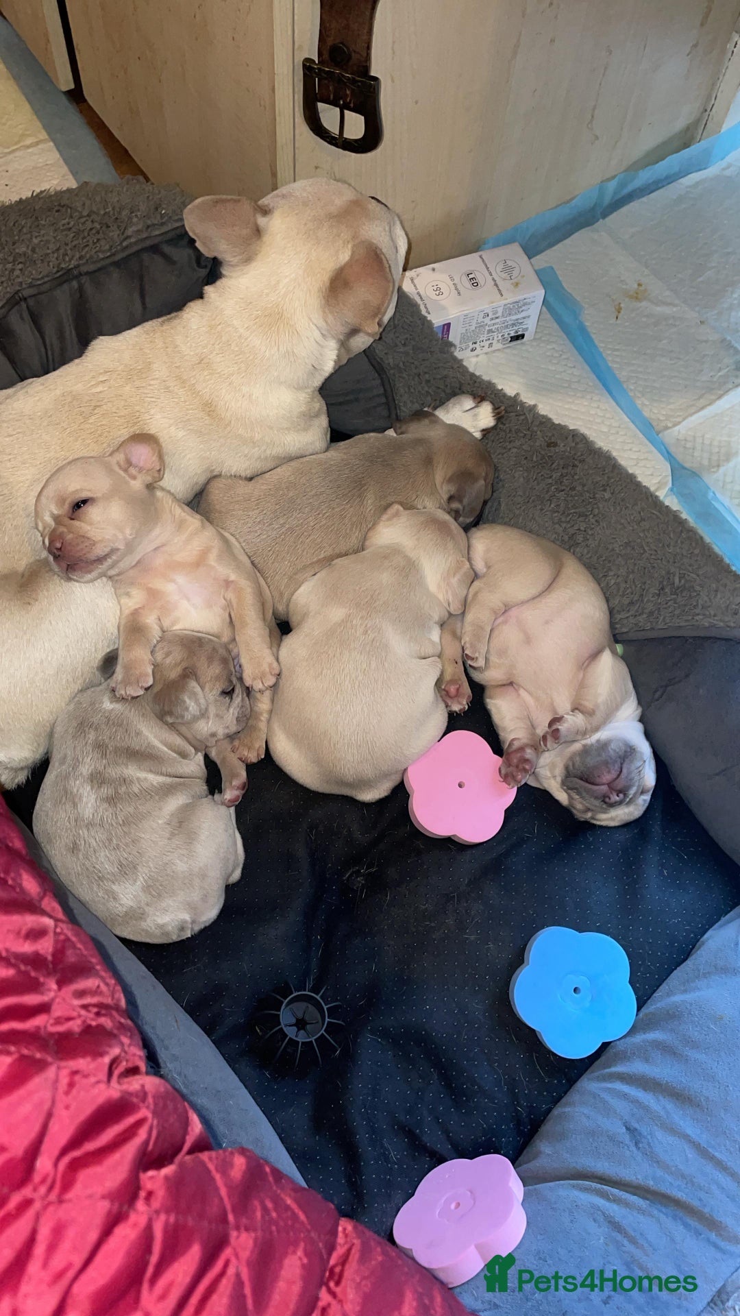 French Bulldog dogs for sale:  French Bulldog Puppies – Beautiful, Rare Colours - Image 6