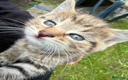 Domestic Shorthair cats for sale: 🐾 Kittens Looking for Homes 🐾 - Image 2