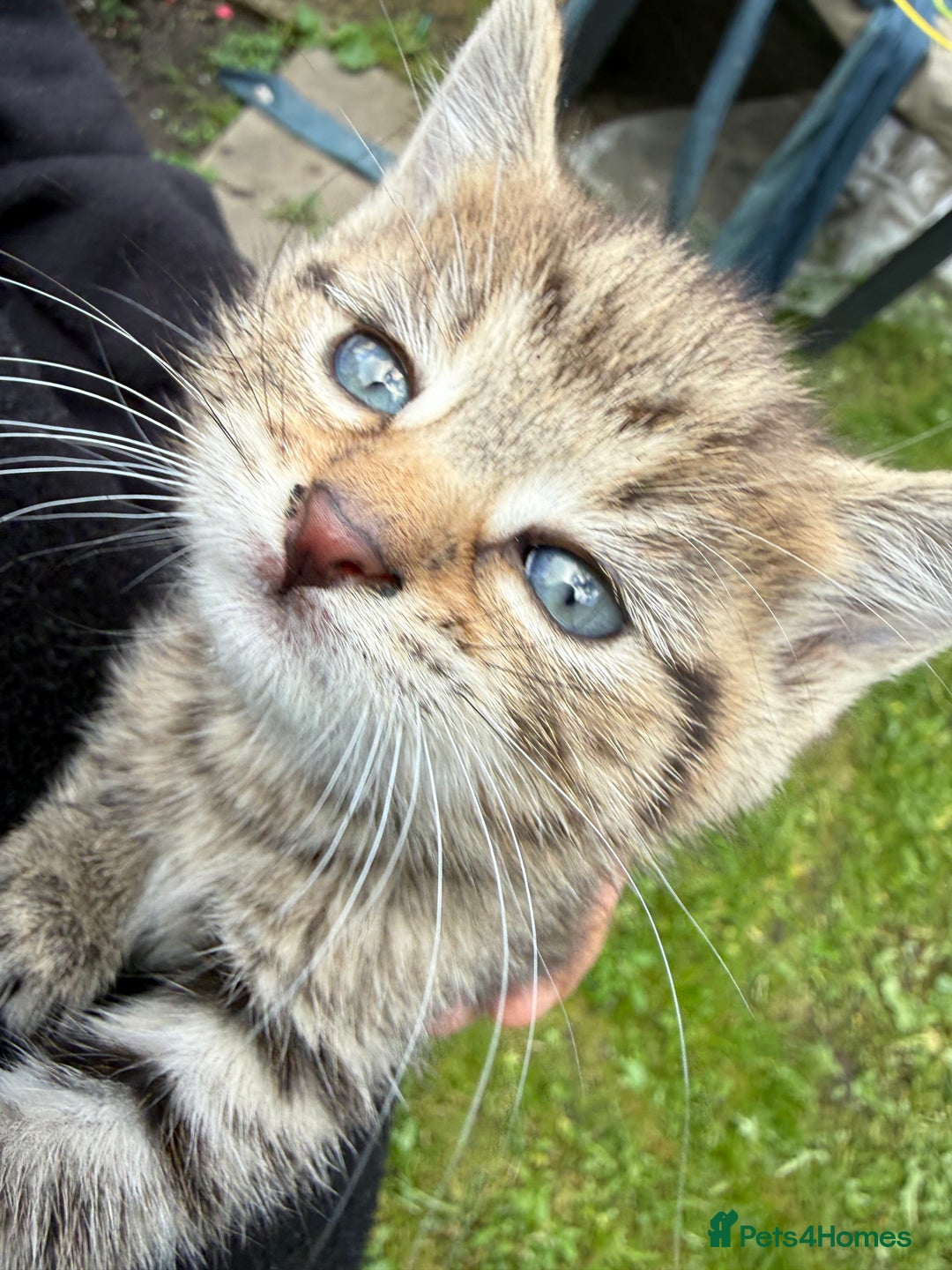 Domestic Shorthair cats for sale: 🐾 Kittens Looking for Homes 🐾 - Image 2