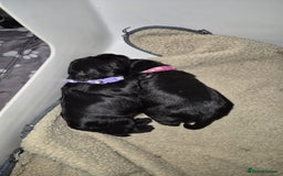 Miniature Schnauzer dogs for sale: 2xBeautiful kc reg mac/eye clr mini schnauzer girl - Image 14