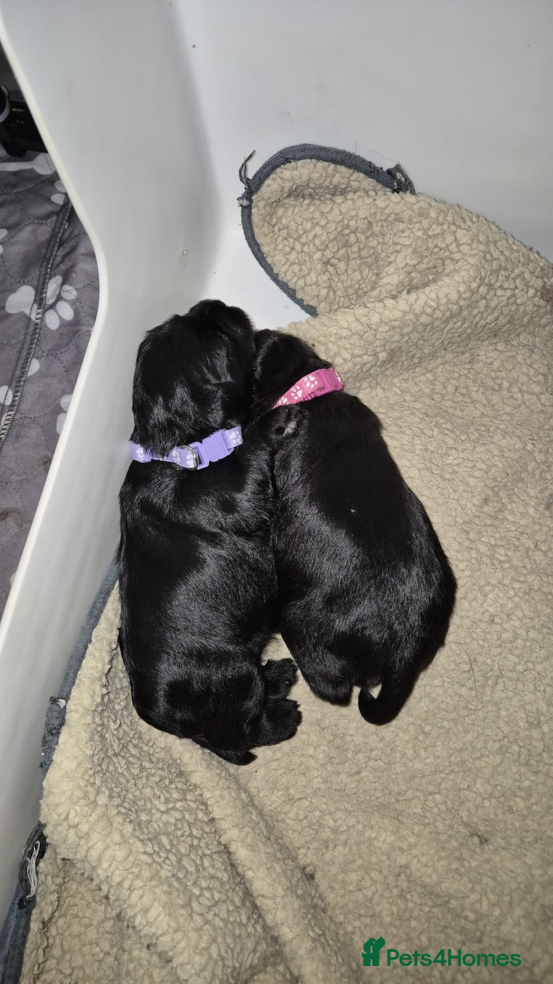 Miniature Schnauzer dogs for sale: 2xBeautiful kc reg mac/eye clr mini schnauzer girl - Image 14