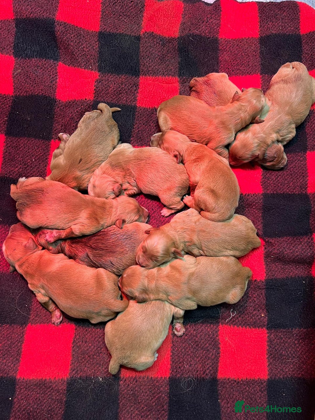 Golden Retriever dogs for sale: Dark Golden KC registered Golden retrievers - Advert 4